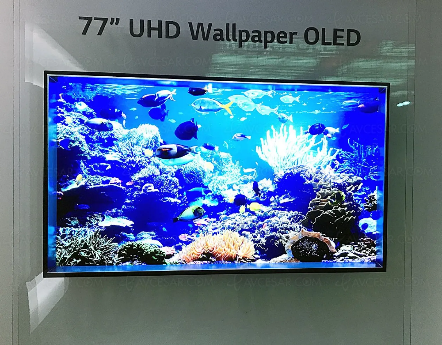 lg-display-focus-sur-les-tv-oled-65-et-77-en-2018