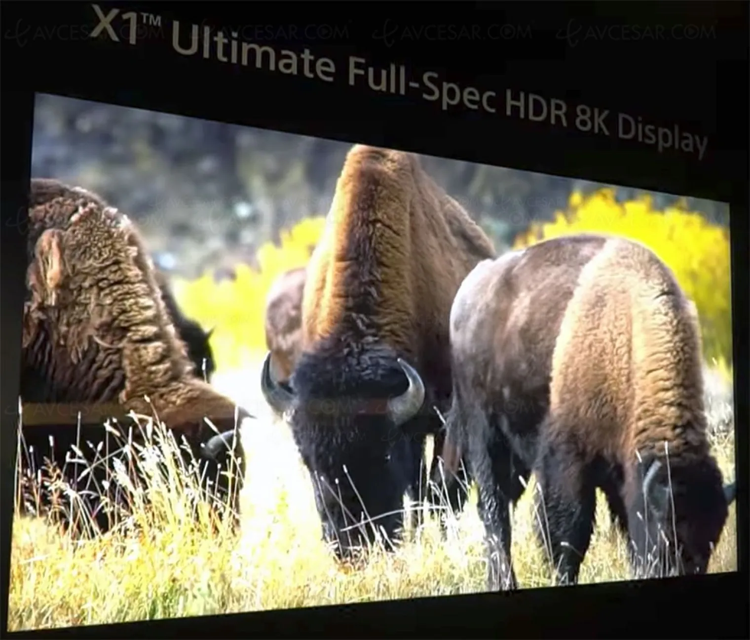 ces-18-tv-lcd-8k-85-sony-prototype-hdr-10-000-nits-et-processeur-x1-ultimate-ca-vaut-le-detour