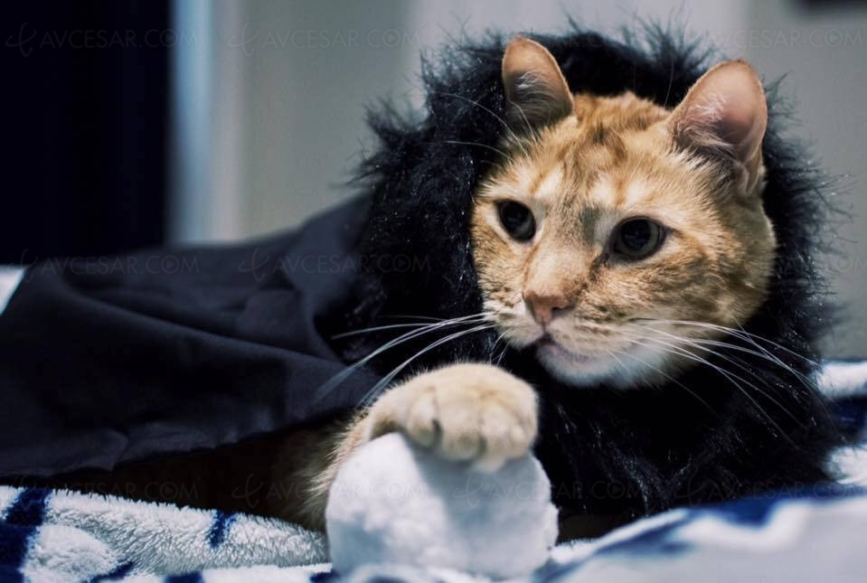 Capes Game Of Thrones Pour Chiens Et Chats Capes Game Of Thrones Pour Chiens Et Chats