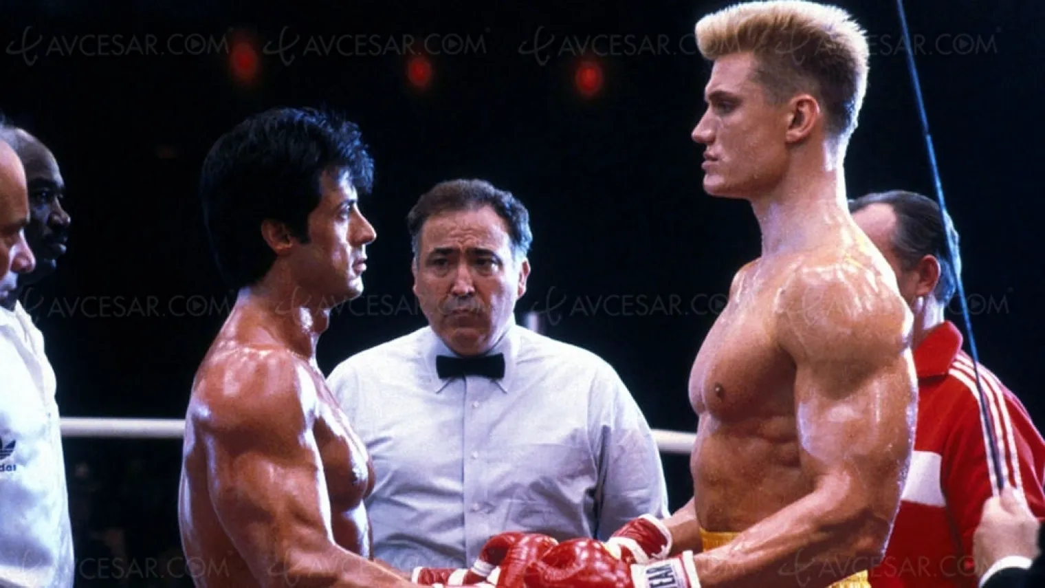 the-international-la-serie-de-sylvester-stallone-avec-dolph-lungren-se-precise