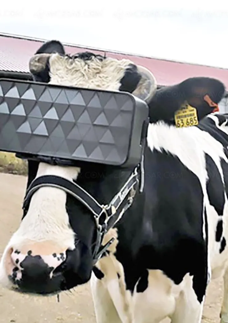 vaches-et-realite-virtuelle-une-experience-au-lait-au-lait