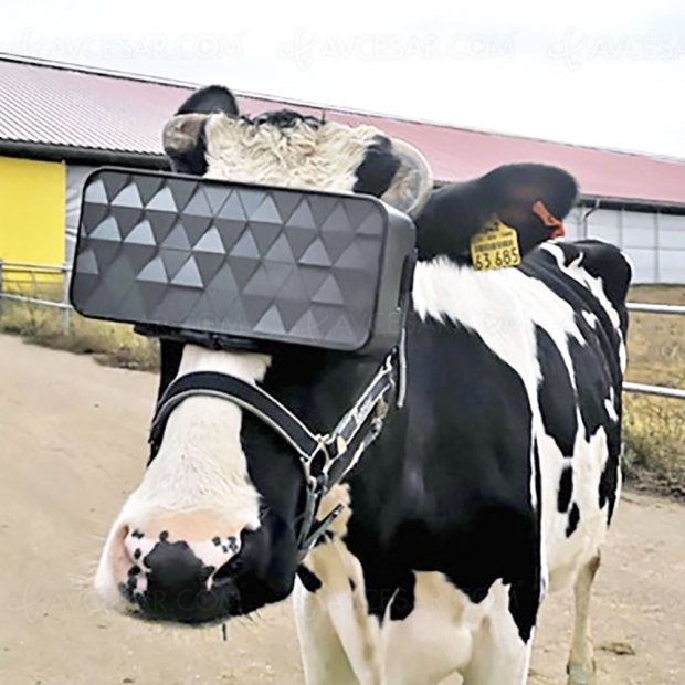 Vaches et réalité virtuelle, une expérience « au lait au lait »