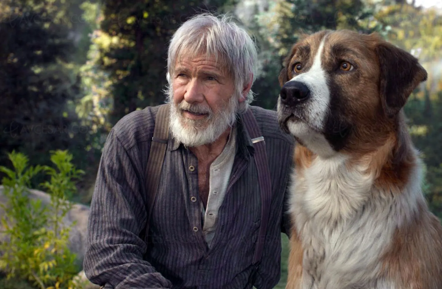 l-appel-de-la-foret-harrison-ford-et-son-chien-bientot-en-vod-et-digital