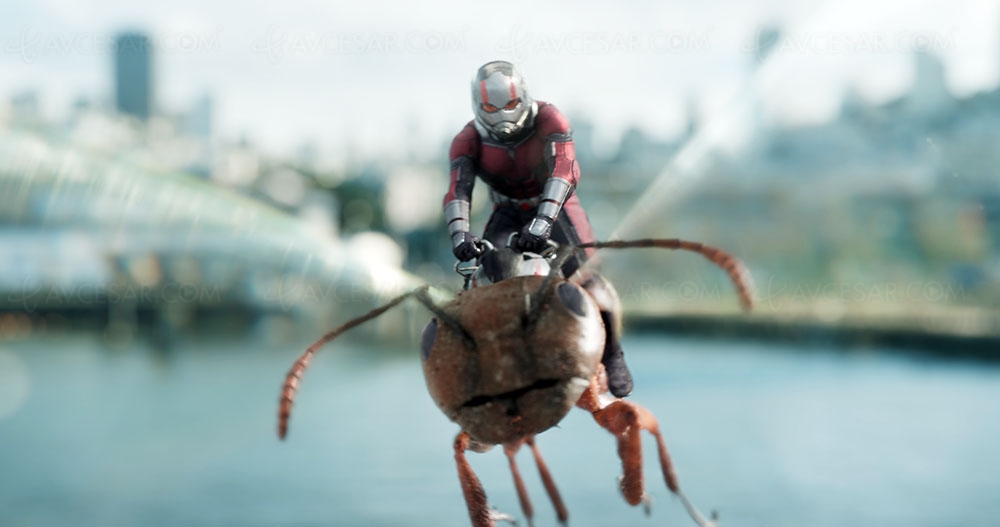 Ant‑Man&nbsp;3&nbsp;? On propose le moustique, trop rarement représenté au&nbsp;cinéma…