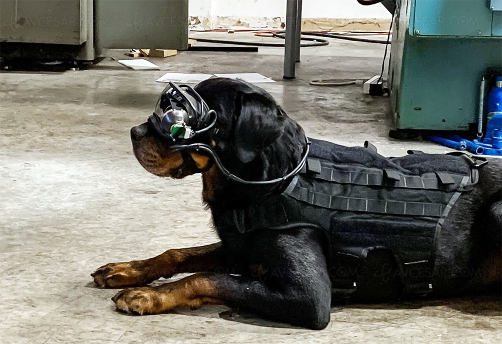 Premiers tests de lunettes de réalité virtuelle sur les chiens de&nbsp;l'armée&nbsp;US