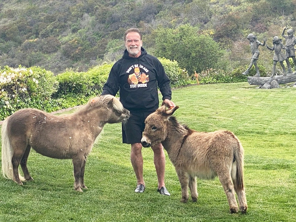Netflix se paie Schwarzenegger, la toute première série du comédien de&nbsp;73&nbsp;ans