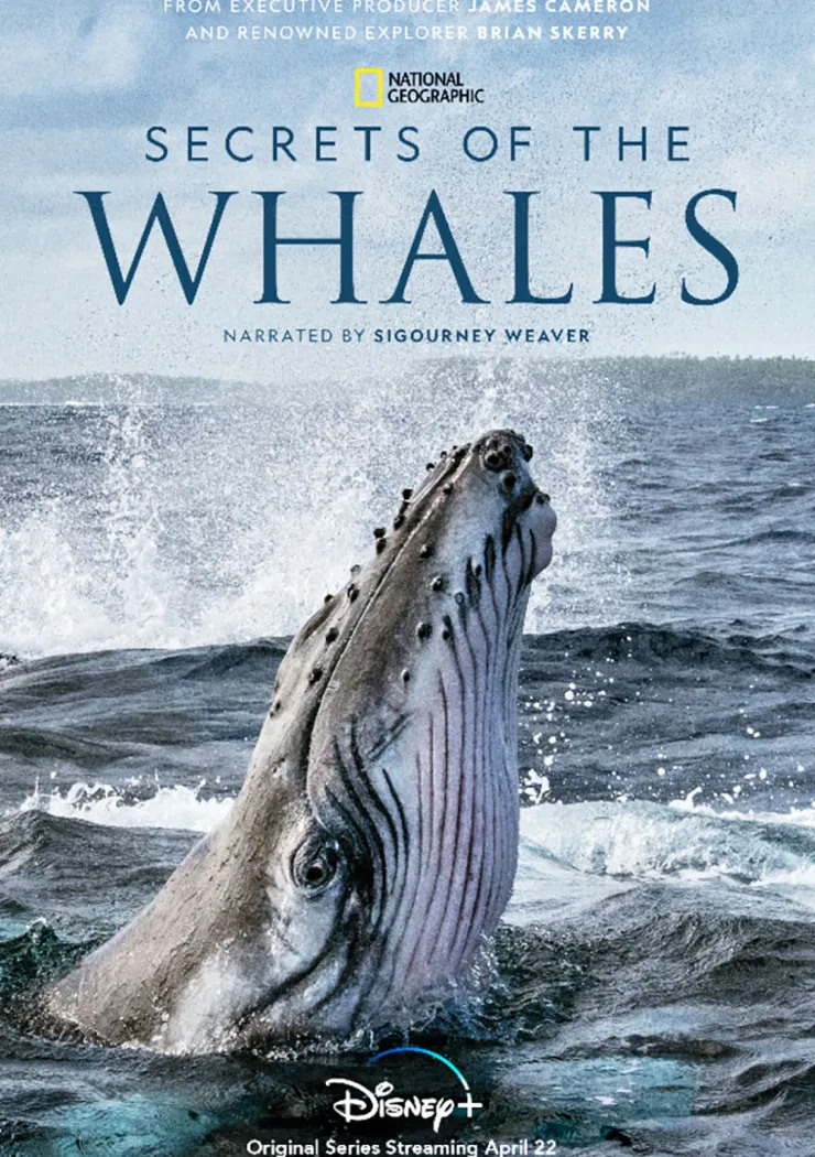 les-secrets-des-baleines-la-serie-doc-produite-par-james-cameron-bientot-sur-disney