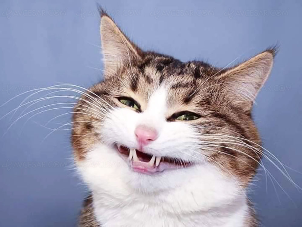 Les Aristochats bientôt en version live&nbsp;chez&nbsp;Disney