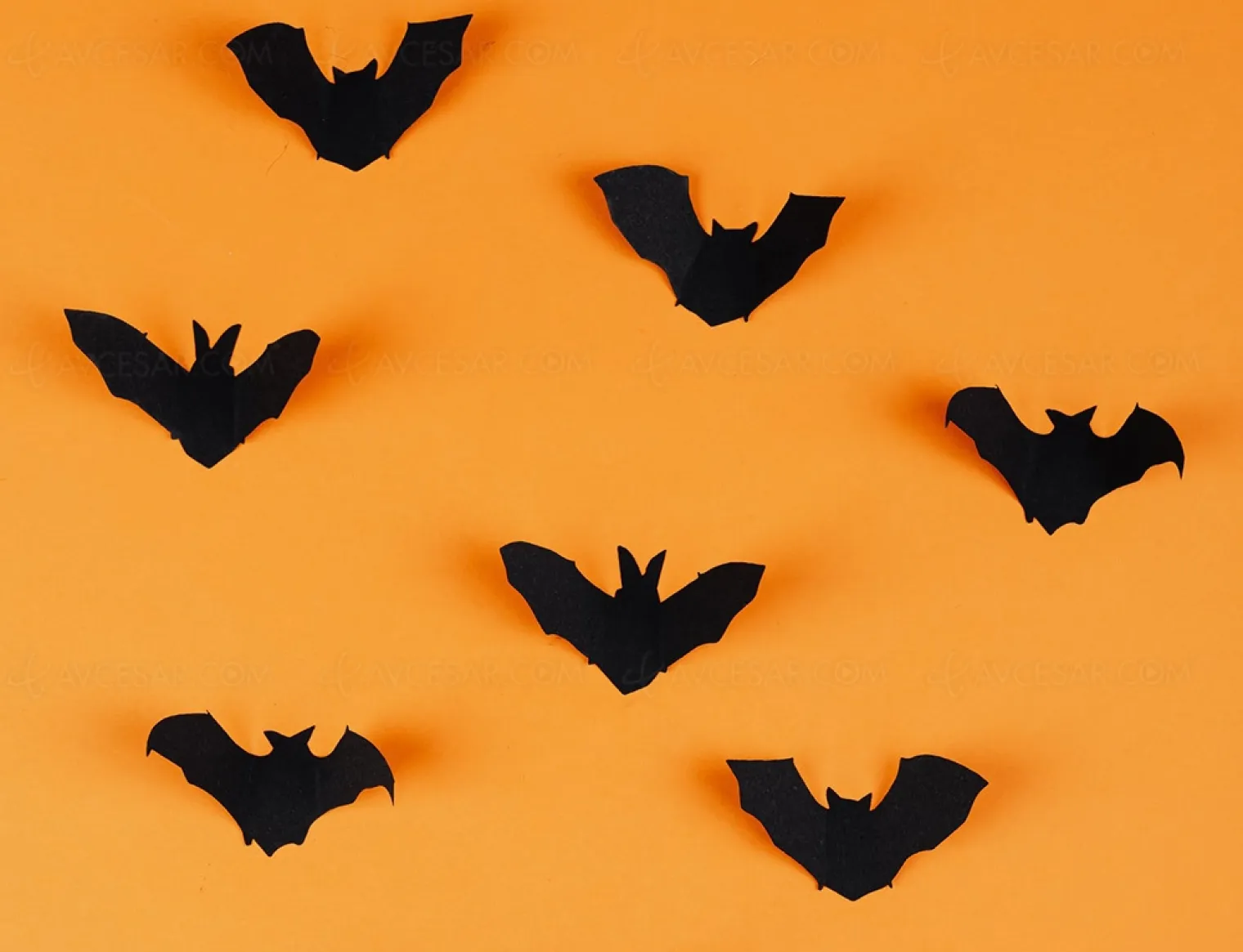 Séance ciné Batman envahie par… des chauve-souris !