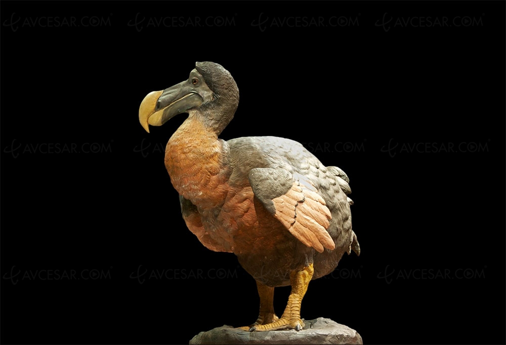 Bientôt un Jurassic Park avec des dodos au lieu&nbsp;des&nbsp;dinos&nbsp;?