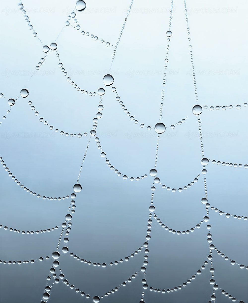 Challenge iPhone Apple&nbsp;: les 10 plus belles photos 2022 en&nbsp;mode&nbsp;Macro