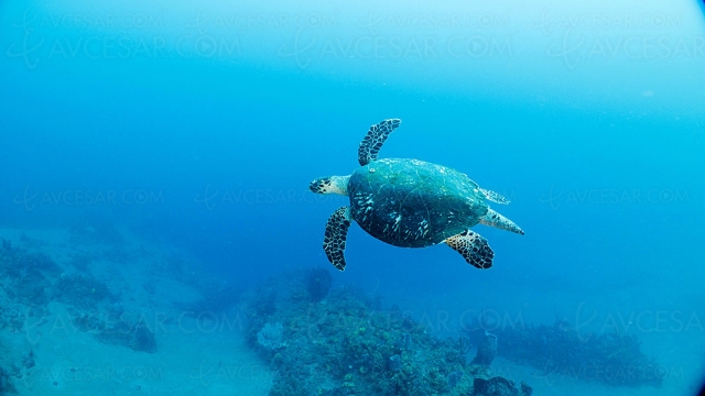 Les tortues des Caraïbes en exclusivité en Ultra HD 4K sur TV Philips Ambilight