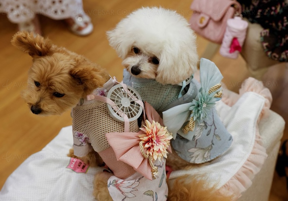 T-shirt avec clim intégrée… pour chiens&nbsp;et&nbsp;chats