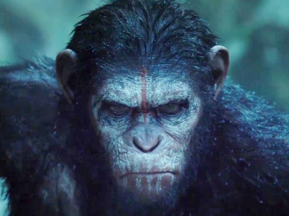 Un nouveau Planète des singes actuellement en tournage&nbsp;à&nbsp;Sydney
