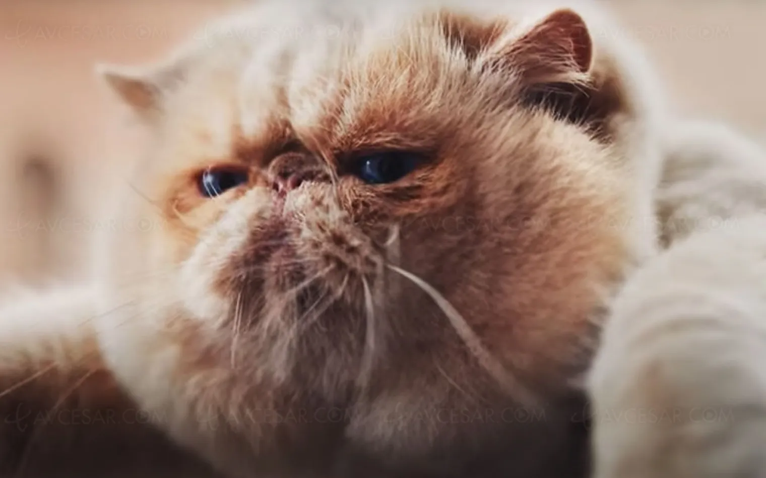 un-grumpy-cat-dans-la-nouvelle-pub-samsung-neo-qled-8k