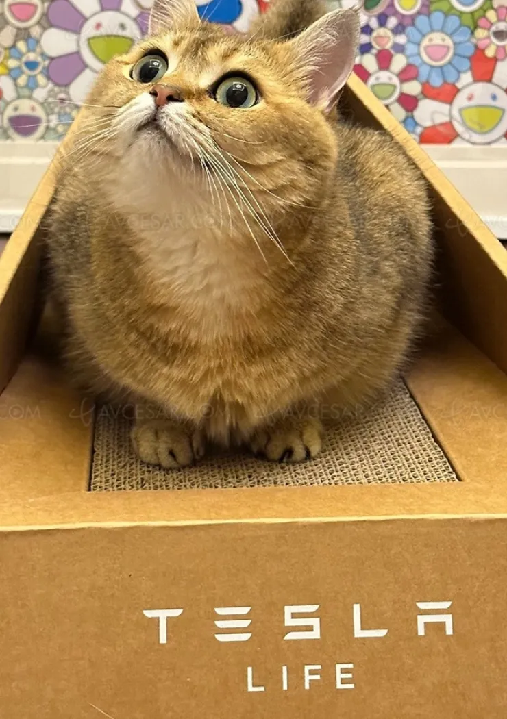 nouveau-produit-tesla-la-cyber-litiere-pour-chat-en-carton