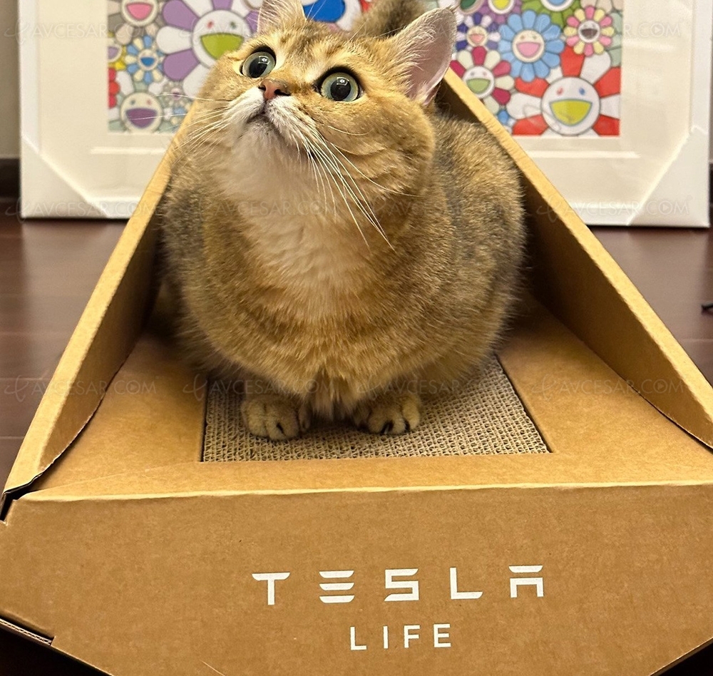 Nouveau produit Tesla : la «&nbsp;cyber&nbsp;» litière pour chat en&nbsp;carton