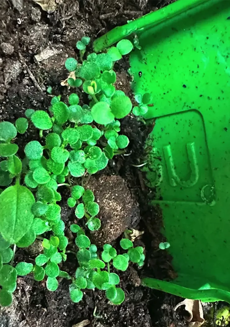 igreen-la-coque-iphone-qui-devient-une-plante