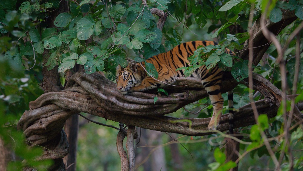 Tigres, le 22 avril sur Disney+