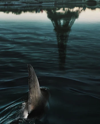 Sous la Seine, Sharknawak&nbsp;?