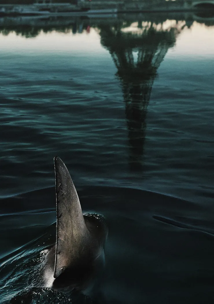 sous-la-seine-sharknawak