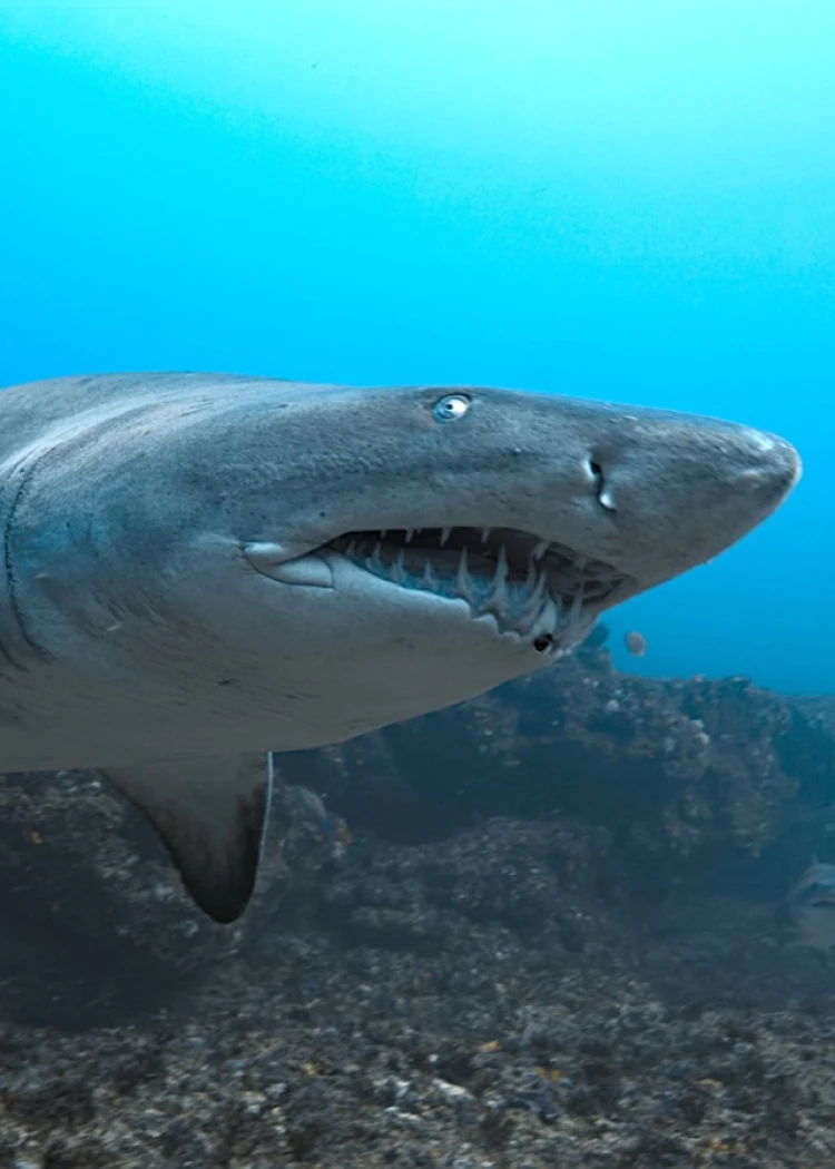 Disney+ en juillet&nbsp;: Jaws pas&nbsp;y&nbsp;croire