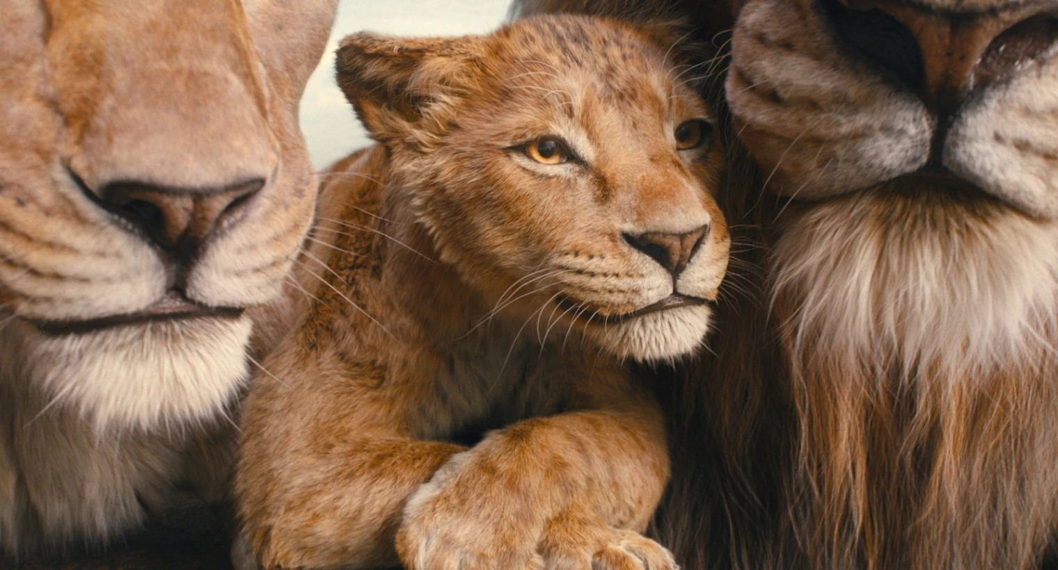 mufasa-le-roi-lion-sur-disney-a-la-rentree