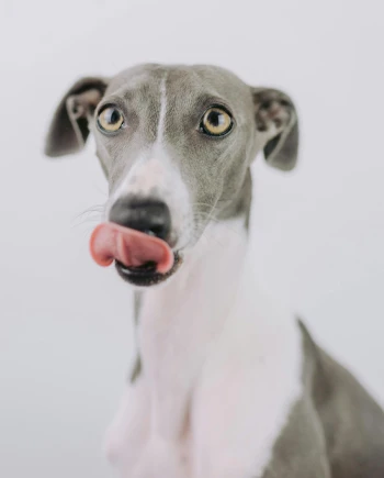 Prototype à «&nbsp;mordre et à lécher&nbsp;» par OpenAI et&nbsp;Jony&nbsp;Ive