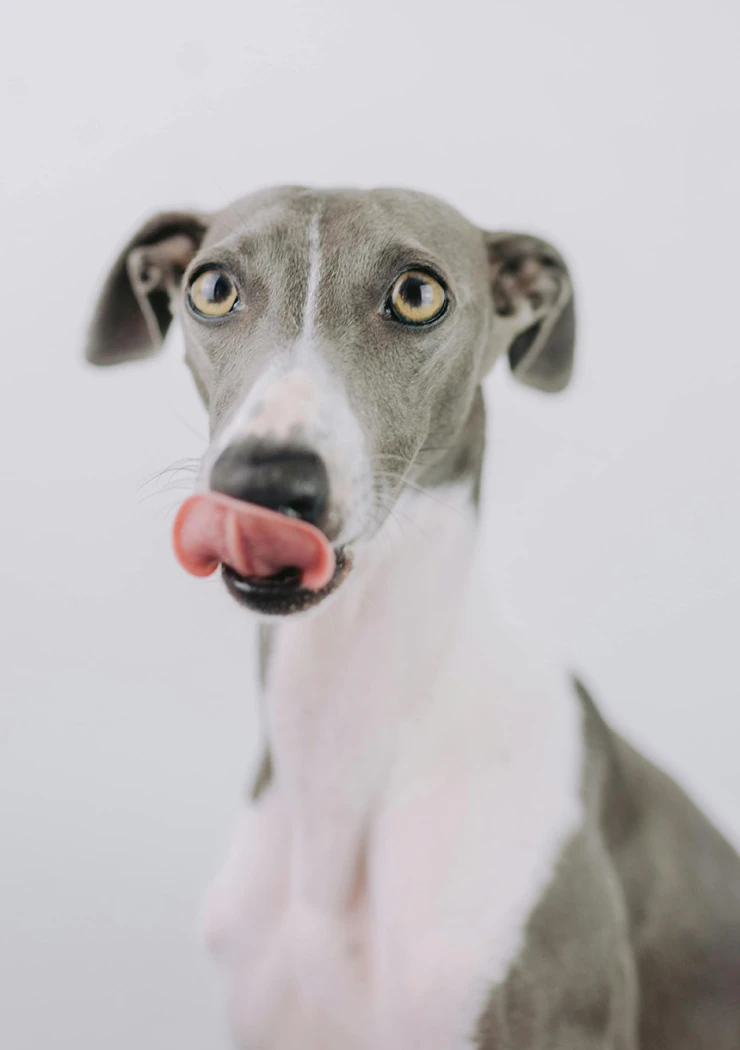 prototype-a-mordre-et-a-lecher-par-openai-et-jony-ive