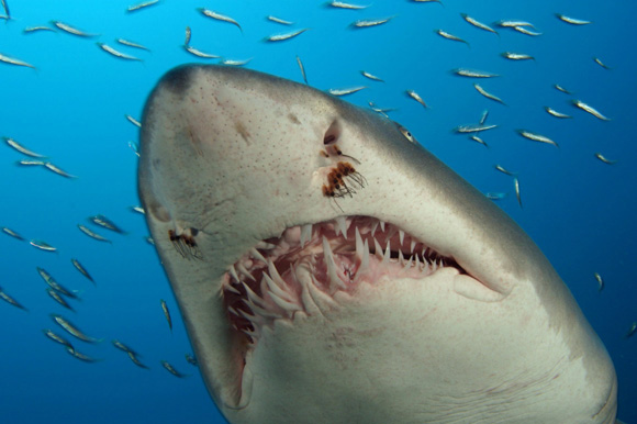 Deep Sea 3D