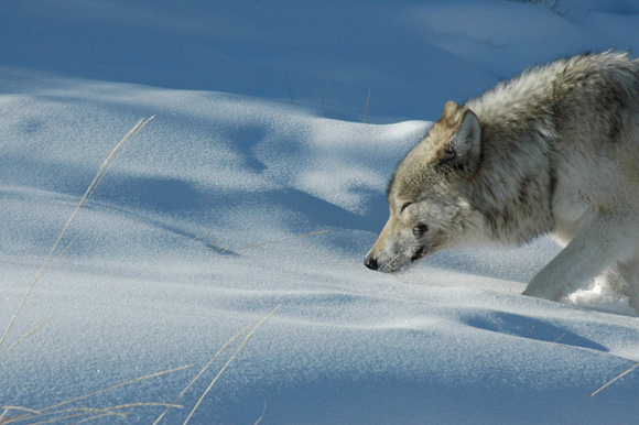 Yellowstone, la lutte pour la vie