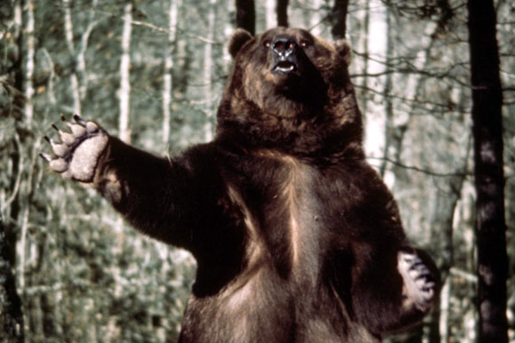 Grizzly, le monstre de la forêt