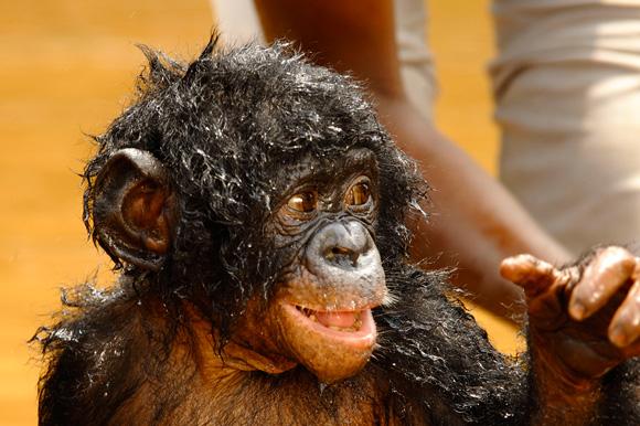 Bonobos