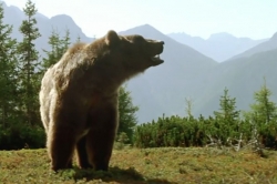 L'ours (1988)