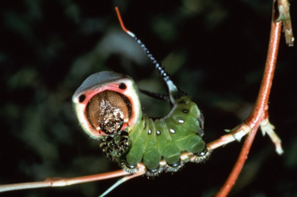 Microcosmos, le peuple de l'herbe