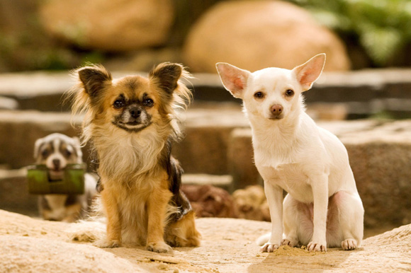 Le chihuahua de Beverly Hills