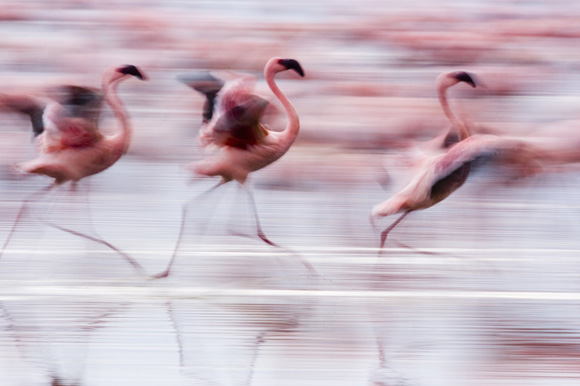 Les ailes pourpres : le mystère des flamants