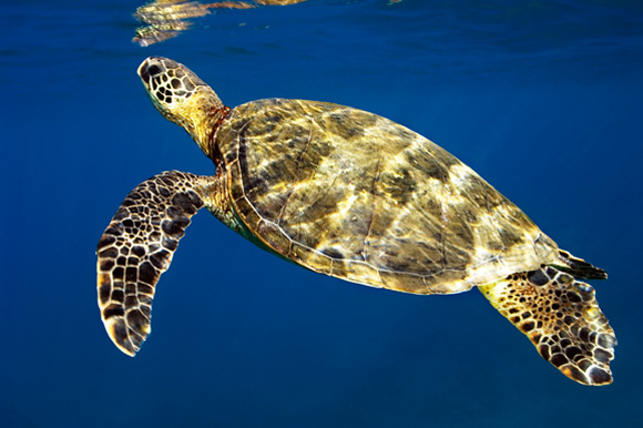 Voyage sous les mers 3D