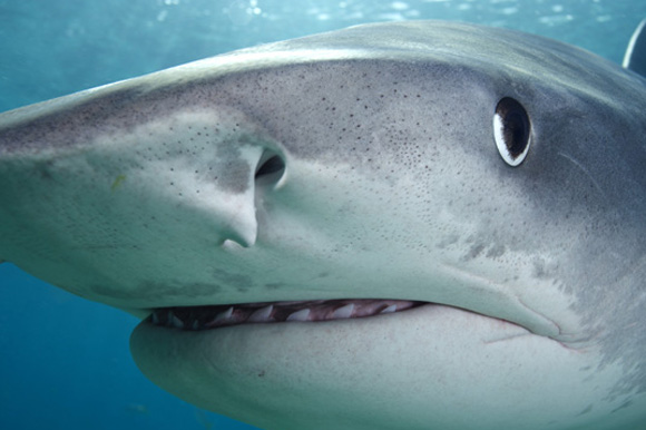 Les requins : les attaques spectaculaires du grand blanc