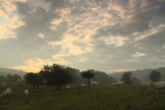 Bovines ou la vraie vie des vaches