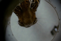 Dans l'œil du tigre (2010)